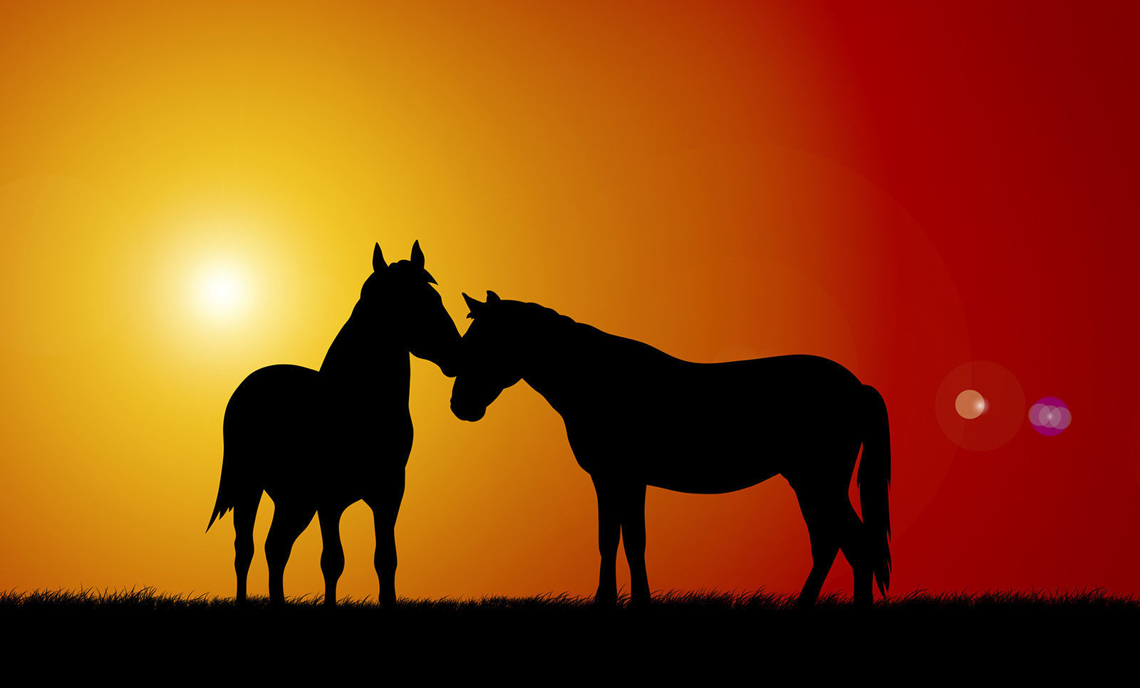 Horses